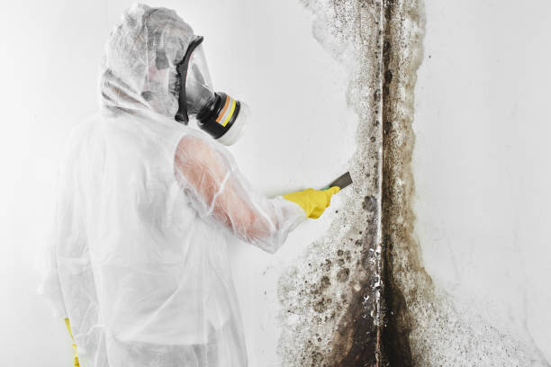 Best Toxic Mold Removal  in Towaoc, CO