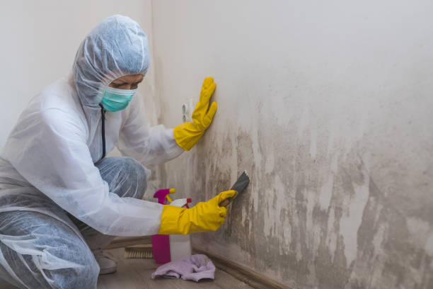 Best Mold Remediation Services  in Towaoc, CO