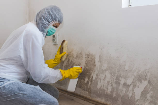 Best Mold Damage Repair  in Towaoc, CO
