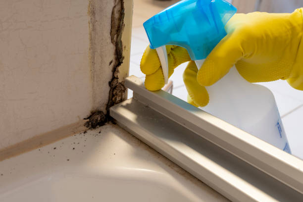 Best Black Mold Removal  in Towaoc, CO