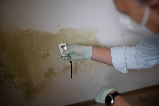 Best Emergency Mold Removal  in Towaoc, CO