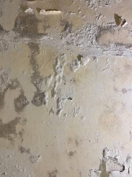 Best Mold Damage Repair  in Towaoc, CO