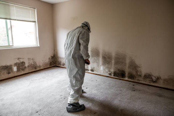 Professional Mold Removal in Towaoc, CO