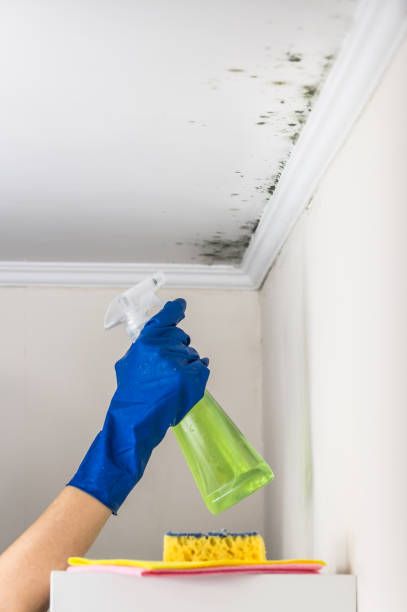 Best Fast Mold Removal  in Towaoc, CO